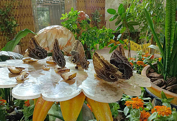 迪拜蝴蝶园第 9 张图片