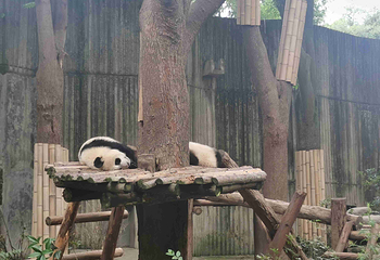 成都大熊猫繁育研究基地第 441 张图片