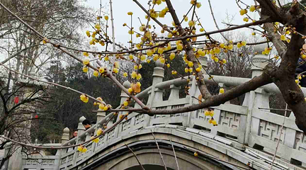 兴庆宫公园第 145 张图片