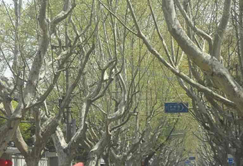 巨鹿路第 40 张图片