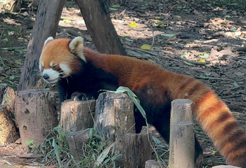 成都大熊猫繁育研究基地第 503 张图片
