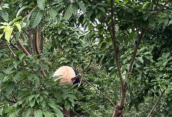 成都大熊猫繁育研究基地第 534 张图片