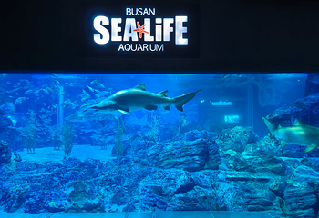 釜山SEA LIFE水族馆第 12 张图片