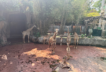 长鹿旅游休博园第 138 张图片