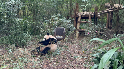 成都大熊猫繁育研究基地第 162 张图片