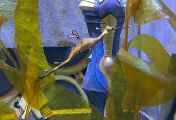 三亚亚特兰蒂斯失落的空间水族馆第 238 张图片