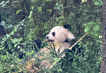 成都大熊猫繁育研究基地第 333 张图片