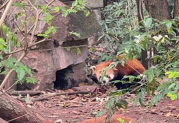成都大熊猫繁育研究基地第 361 张图片