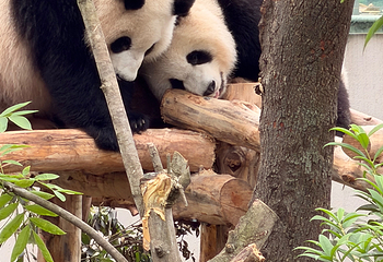 成都大熊猫繁育研究基地第 359 张图片