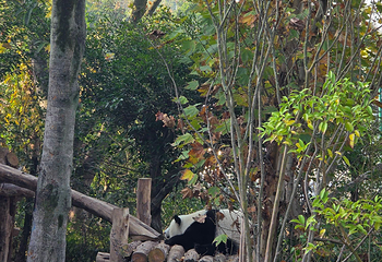 成都大熊猫繁育研究基地第 520 张图片