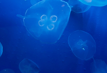 热那亚水族馆第 21 张图片