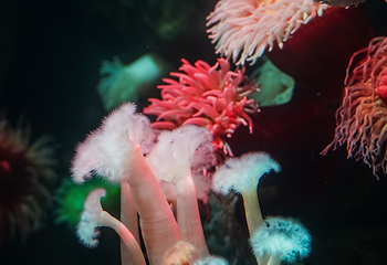 加拿大里普利水族馆第 28 张图片