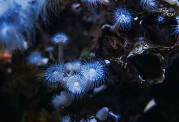 加拿大里普利水族馆第 30 张图片