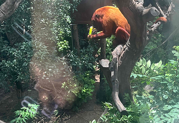 红山森林动物园第 191 张图片