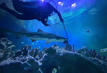 吉隆坡城中城水族馆第 36 张图片