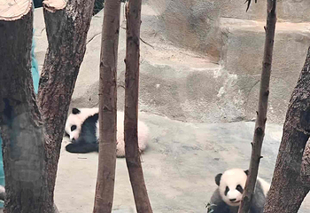 成都大熊猫繁育研究基地第 756 张图片