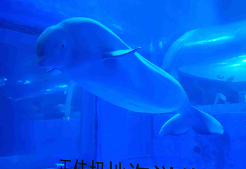 正佳极地海洋世界第 158 张图片