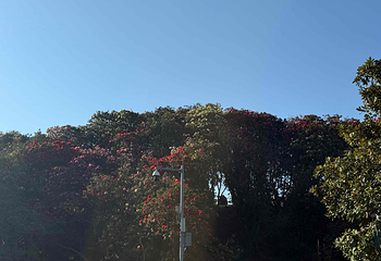 百里杜鹃风景区第 73 张图片