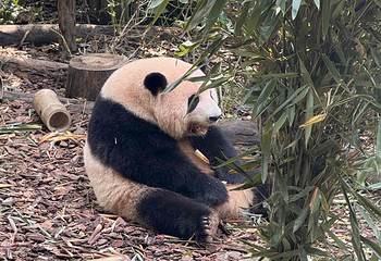成都大熊猫繁育研究基地第 291 张图片