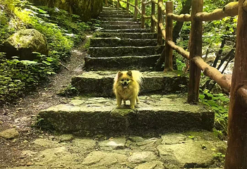 青峰峡森林公园第 23 张图片