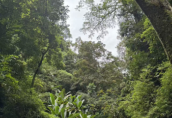 莫里热带雨林景区第 32 张图片