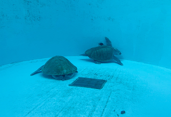 冲绳美丽海水族馆第 171 张图片
