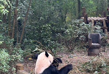 成都大熊猫繁育研究基地第 402 张图片