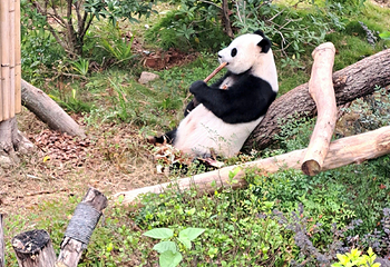 成都大熊猫繁育研究基地第 336 张图片