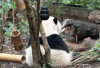 成都大熊猫繁育研究基地第 475 张图片