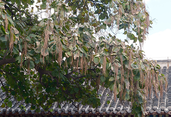 张学良旧居第 133 张图片