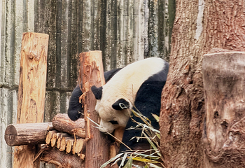 成都大熊猫繁育研究基地第 261 张图片