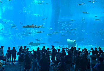 冲绳美丽海水族馆第 36 张图片