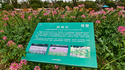 花开海上生态园第 91 张图片