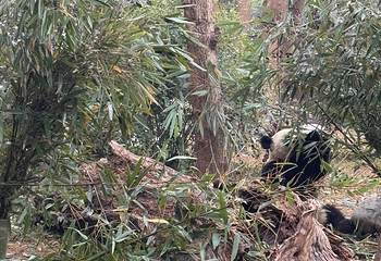 成都大熊猫繁育研究基地第 718 张图片