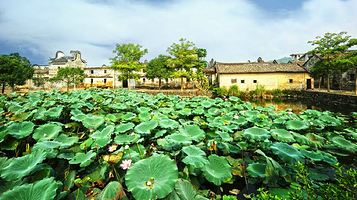上岳古村风水塘荷花池