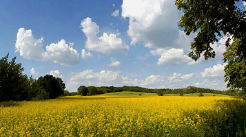 象田油菜花基地