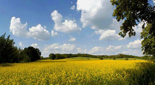 象田油菜花基地
