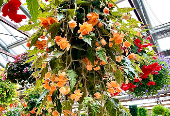 松江花鳥園第 9 张图片