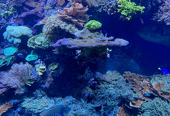 丹麦国立水族馆第 12 张图片