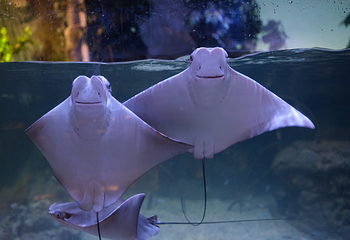 雅加达多媒体水族馆第 12 张图片