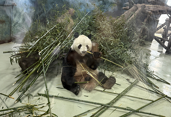 成都大熊猫繁育研究基地第 702 张图片