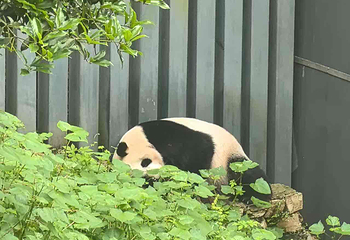 成都大熊猫繁育研究基地第 695 张图片