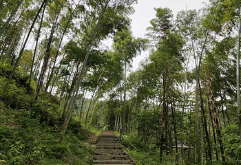 木坑竹海第 39 张图片