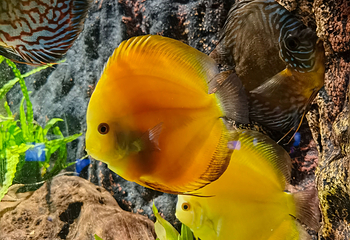 上海海洋水族馆第 89 张图片