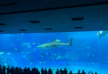 冲绳美丽海水族馆第 163 张图片