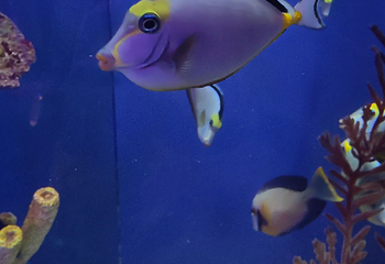 吉隆坡城中城水族馆第 71 张图片