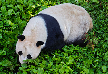 卧龙中华大熊猫苑神树坪基地第 34 张图片