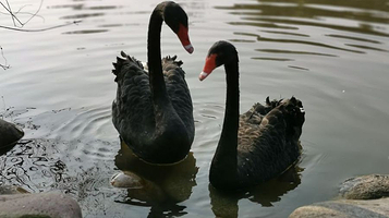 野生鸟类栖息区