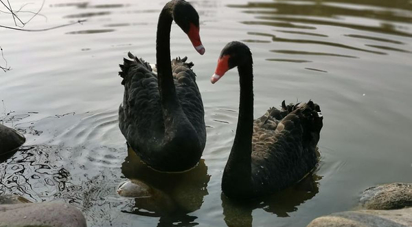 野生鸟类栖息区