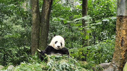 碧峰峡风景区-海归大熊猫乐园第 1 张图片